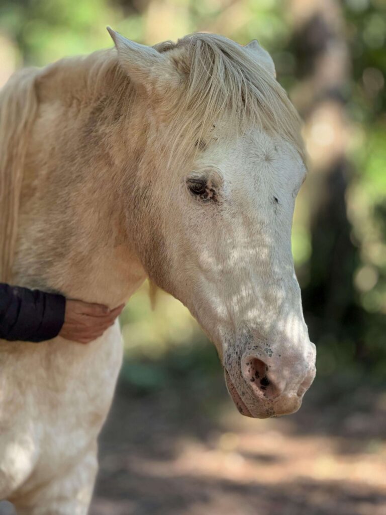 Pferd mit entspannter Ausstrahlung – Stressabbau bei Kotwasser