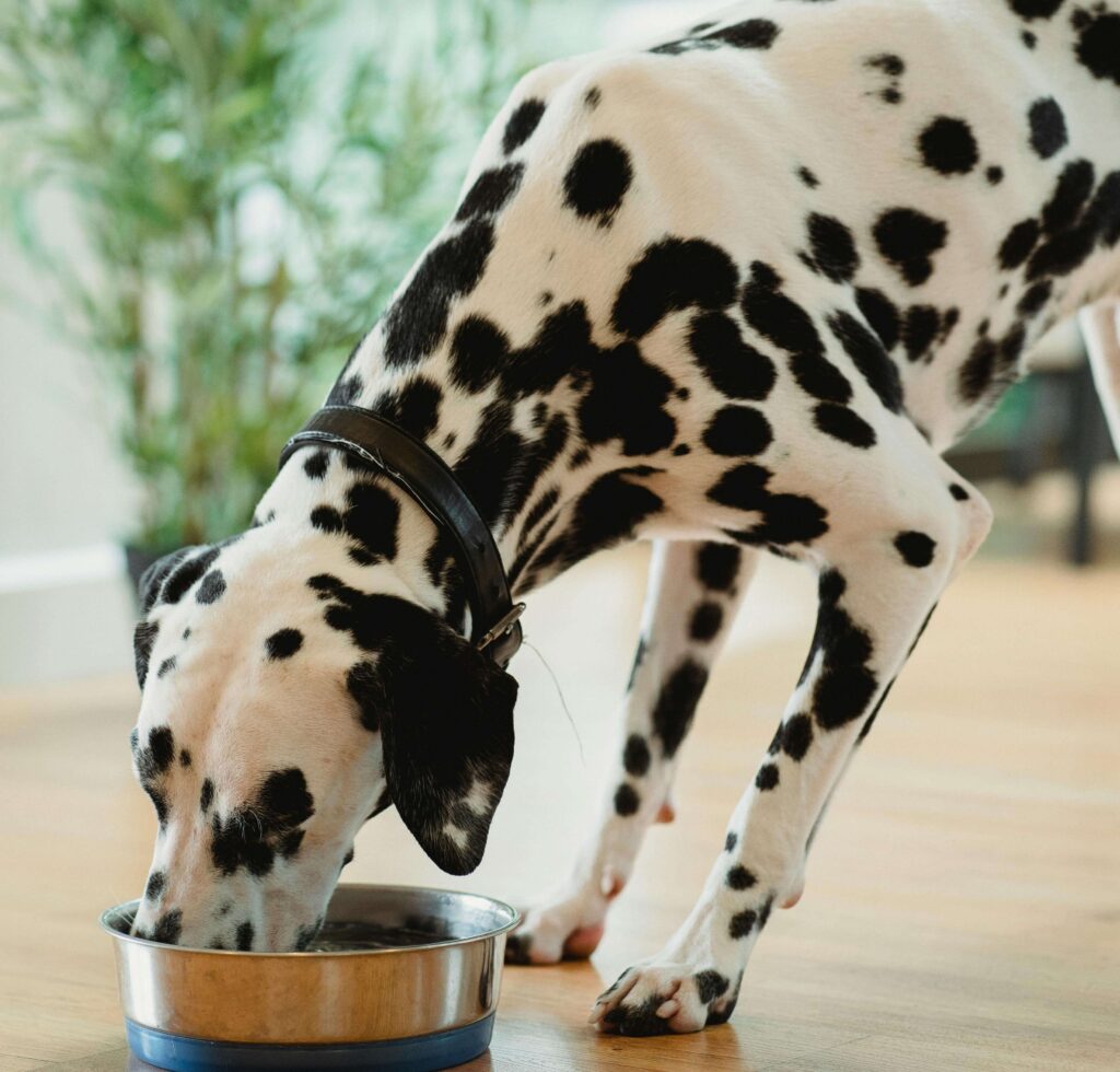 getreidefreies Hundefutter